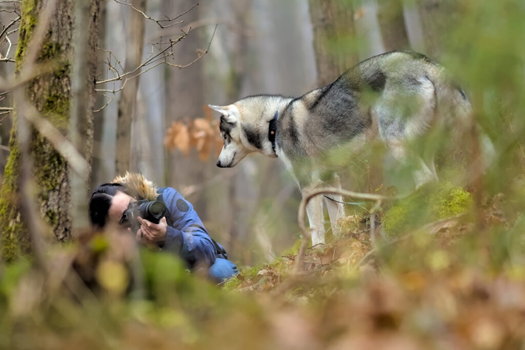 Photographie de reportage montrant un chien en mouvement dans un environnement naturel, pour valoriser une activité professionnelle liée à l’animal.