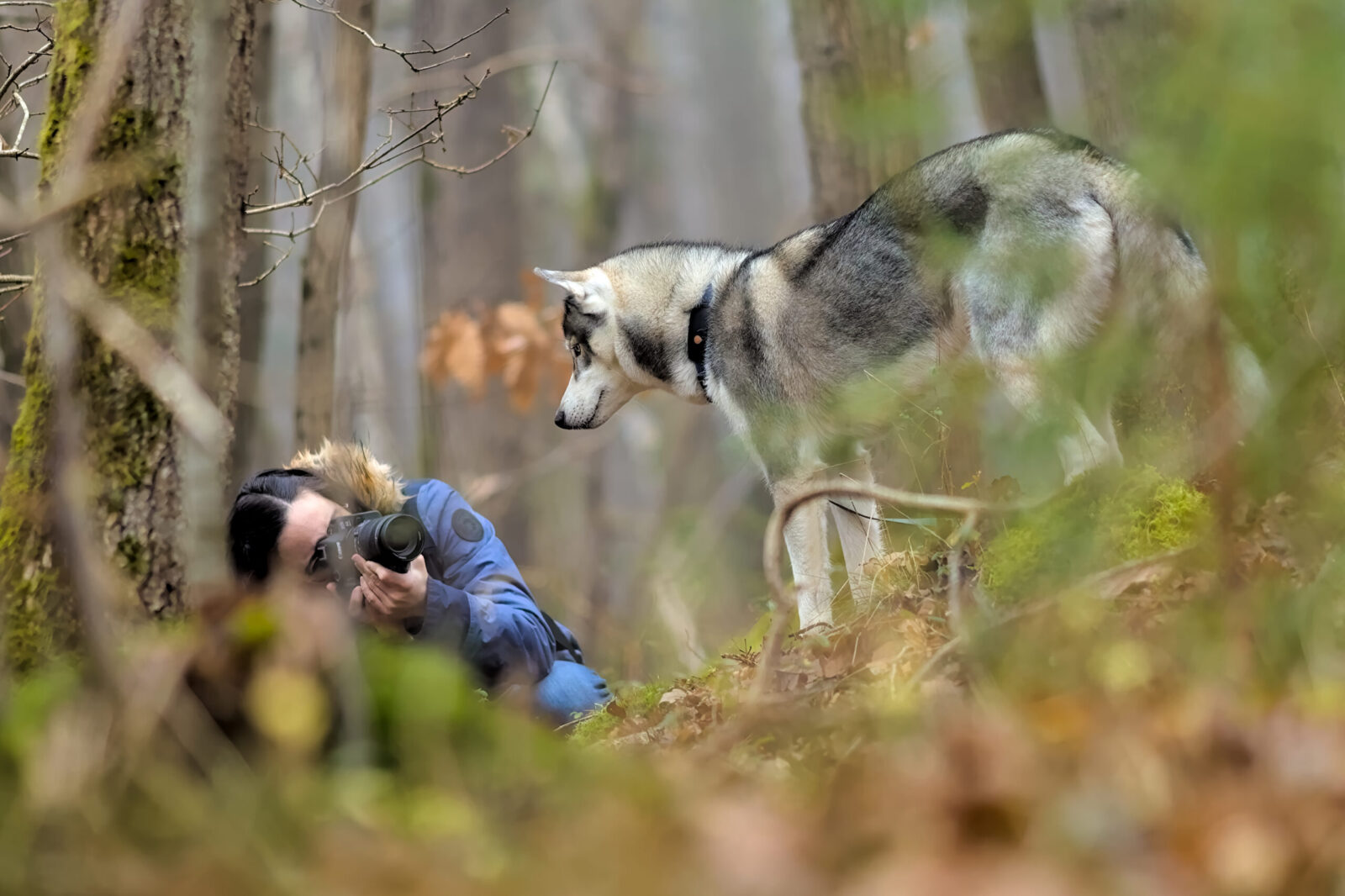 Photographie de reportage montrant un chien en mouvement dans un environnement naturel, pour valoriser une activité professionnelle liée à l’animal.
